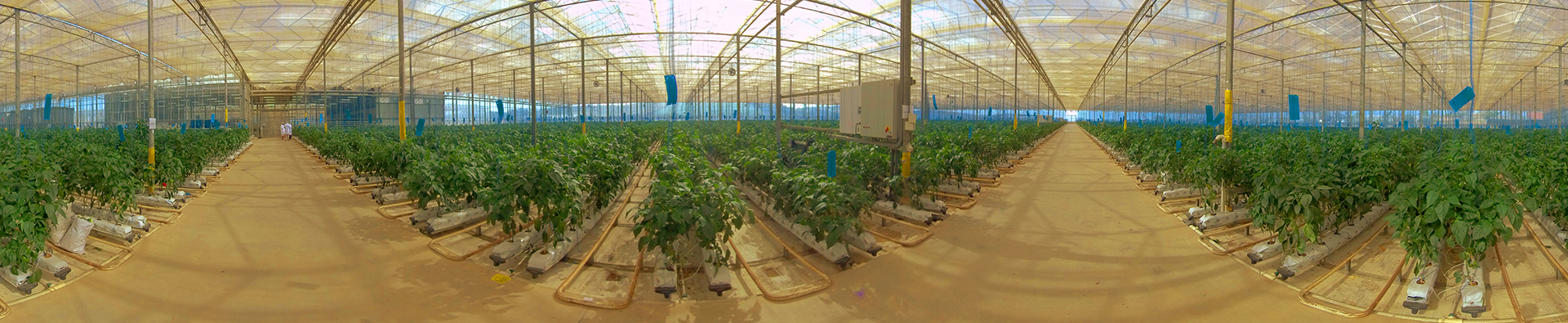 dube-agrizone-cucumbers-small